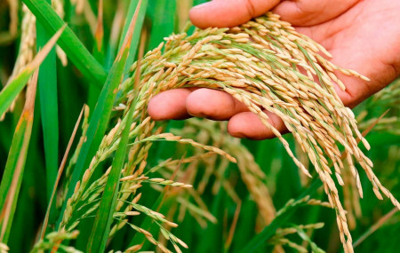 प्रतीकात्मक तस्बिर